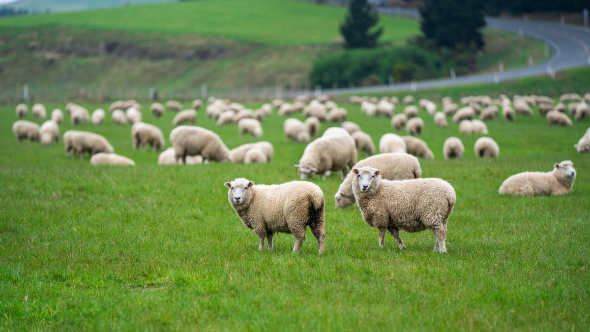 El misterio que inquieta a los científicos por qué las ovejas caminan en círculo durante días