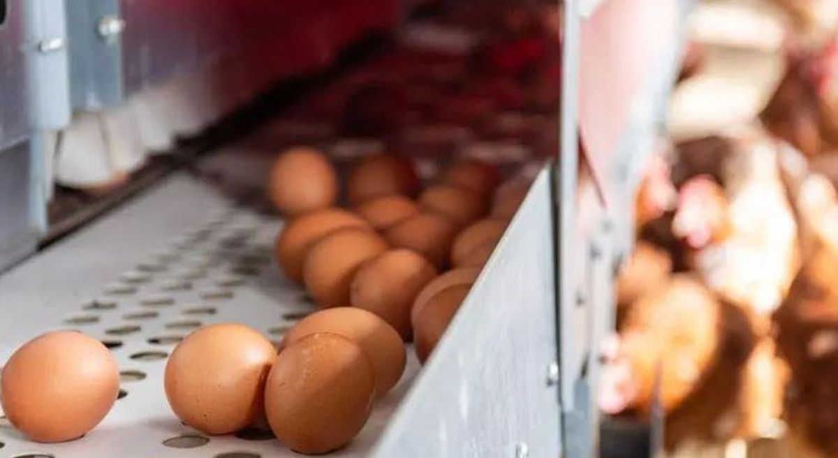 Existen varias granjas de puesta de huevos en las Islas Baleares. Pero no todas se dedican a la producción ecológica.