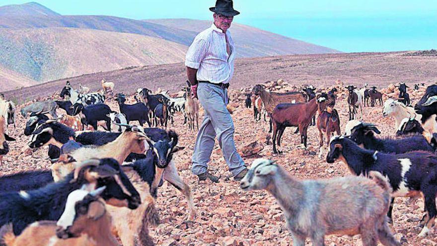 Cabras majoreras sueltas por Fuerteventura.