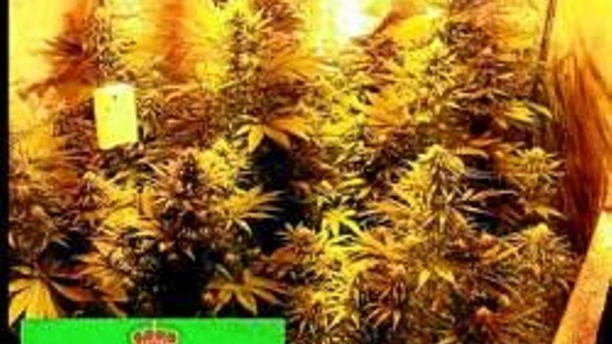 Incautado más de 1 kilo de marihuana en una vivienda