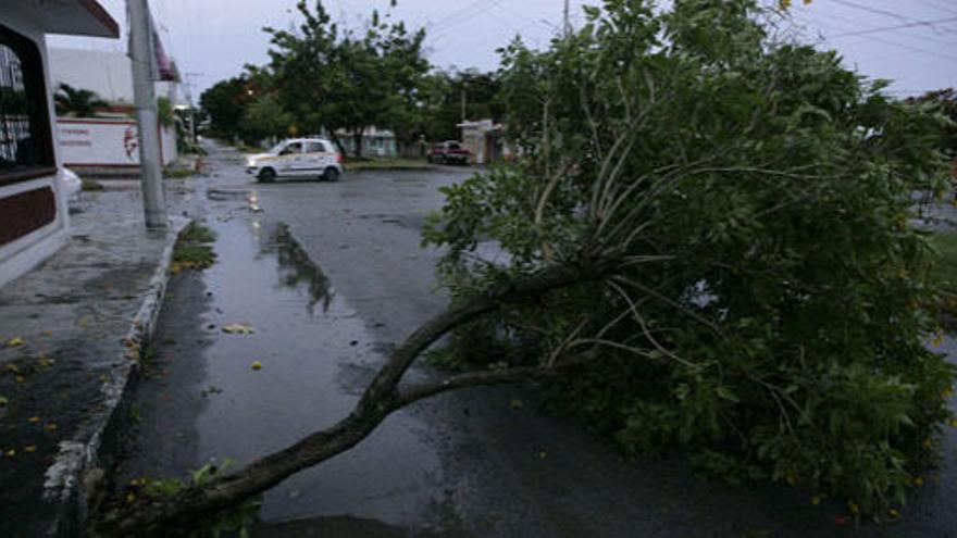 La tormenta &quot;Alex&quot; derribó árboles a su paso por la ciudad mexicana de Chetumal