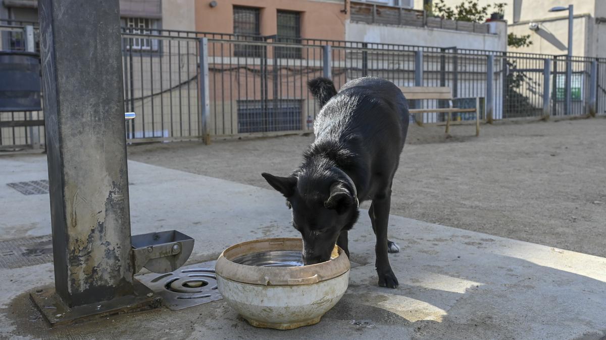 Un perro bebe de una palangana junto a la fuente que solo funciona unas horas durante tres días en el Raval, en Barcelona.