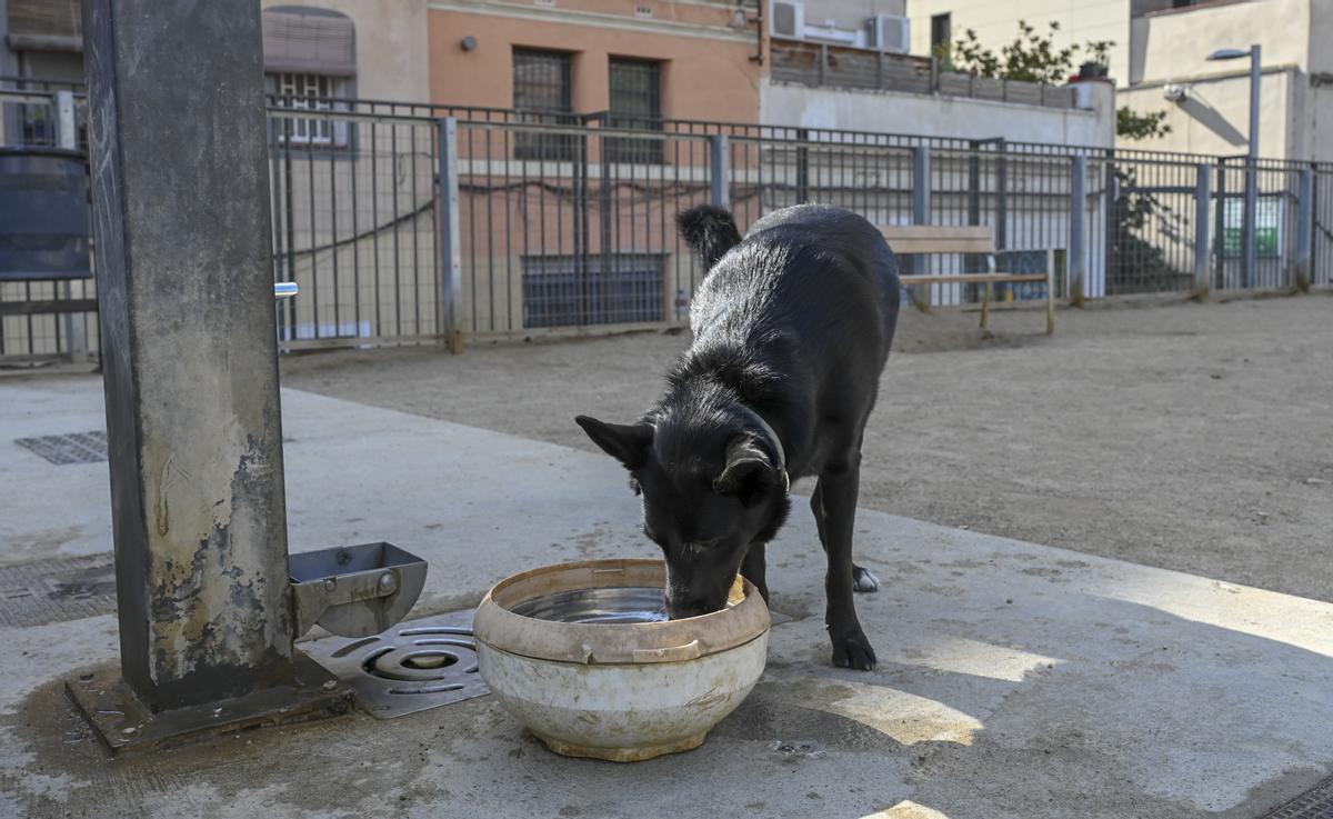 Una font intermitent amarga l’estiu als gossos del Raval: «Sense aigua, s’ofeguen»