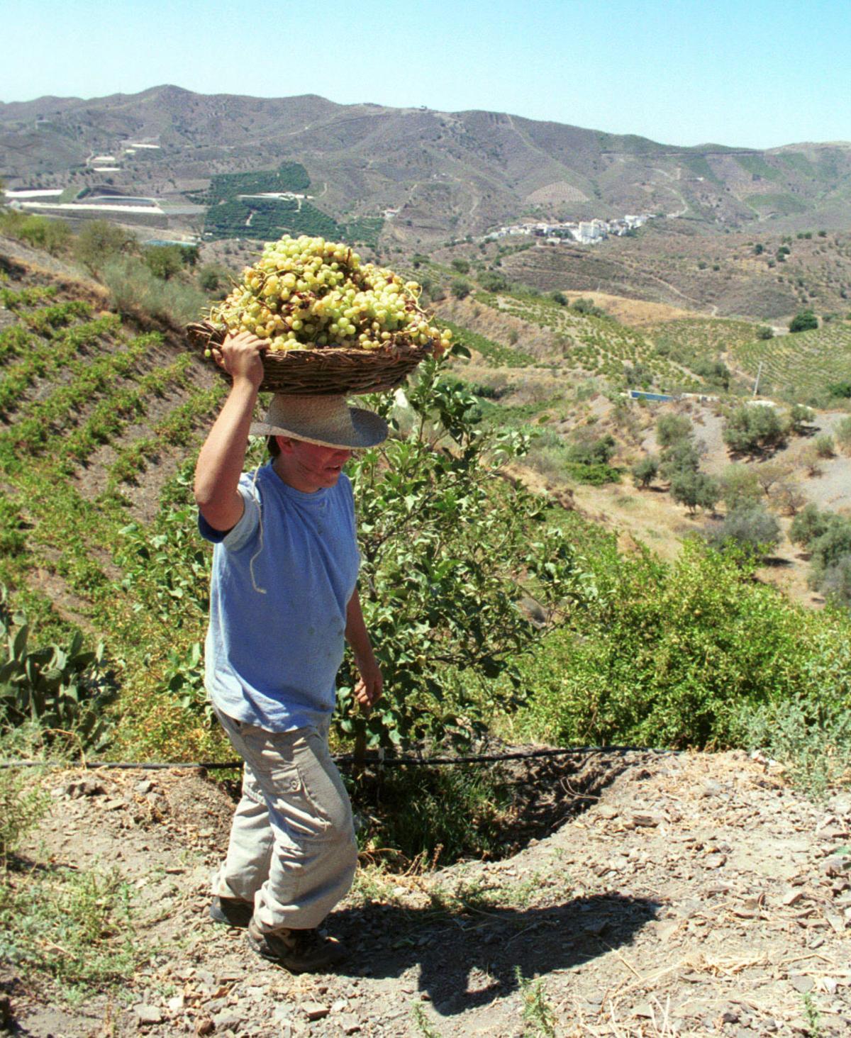 Un agricultor de la Axarquía.