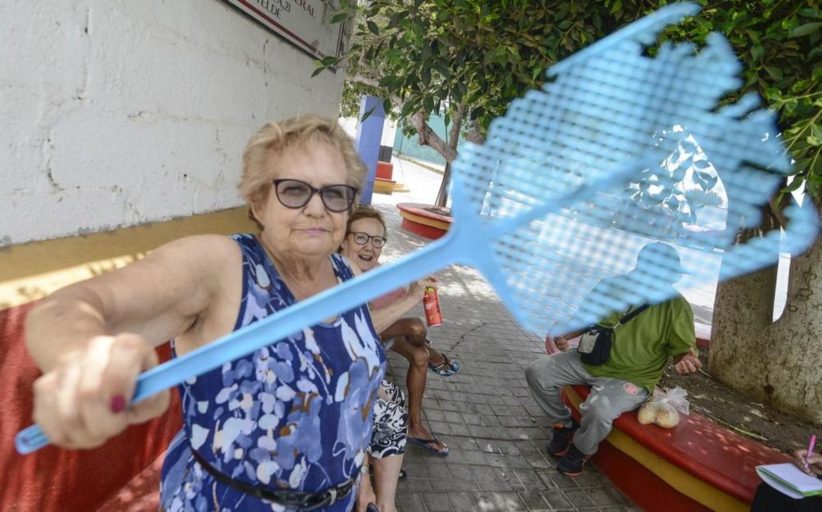 Plaga de moscas en Melenara y Salinetas Plaga de moscas en Melenara y Salinetas