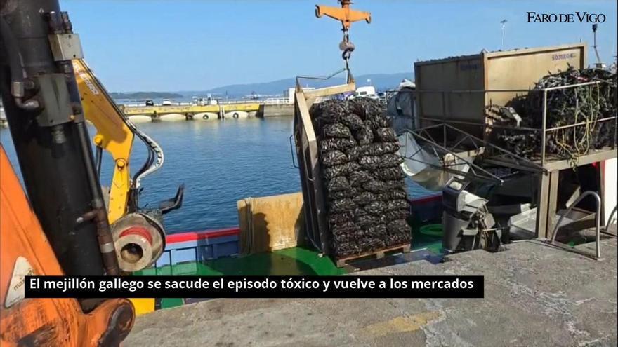 Los bateeiros vuelven a la carga después de que griegos e italianos se aprovecharan del parón por biotoxinas para colocar su mejillón en Galicia