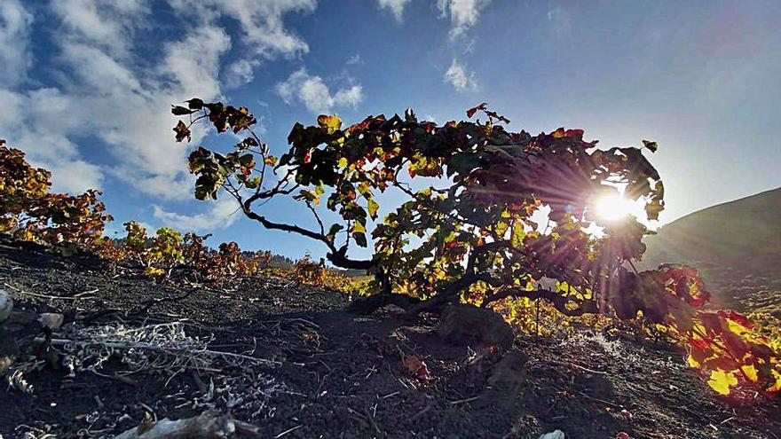 San Martín trae “poco” vino