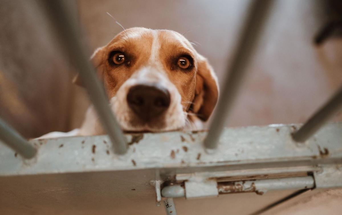Uno de los perros del centro de acogida de Son Reus en Palma. | B. ARZAYUS