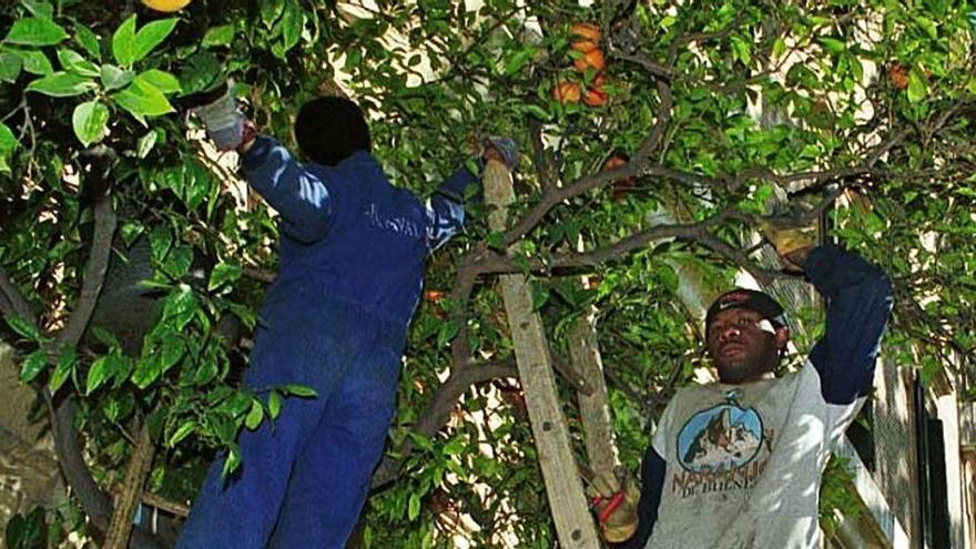 Trabajadores recogen naranjas delante de la Aduana, en una foto de archivo.