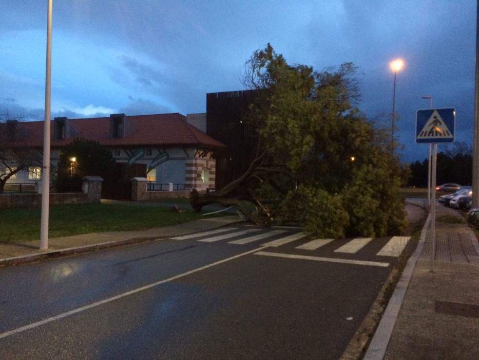 Árbol arrancado por el viento en Gijón