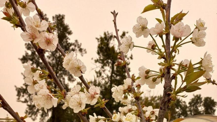 Una iniciativa del SFTT busca introducir el cerezo en el Valle del Guadalentín