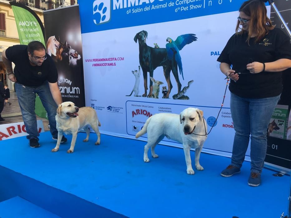 Pasarela promocional Mi Mascota