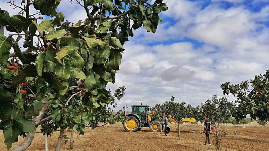 Temporeros recogen pistachos en la finca de un socio de Naturduero. |