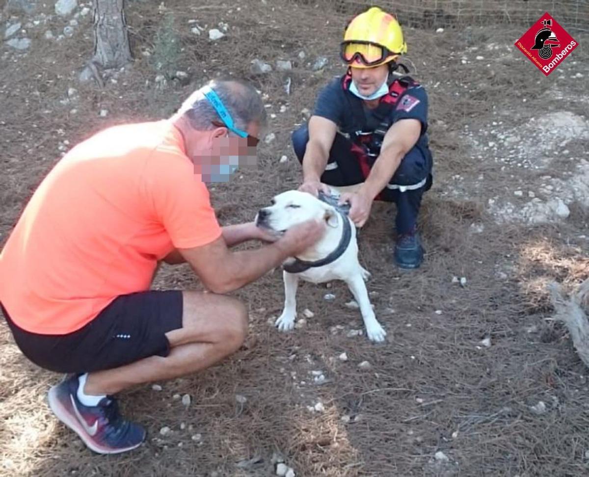Los bomberos rescatan a un perro del interior de una grieta de dos ...