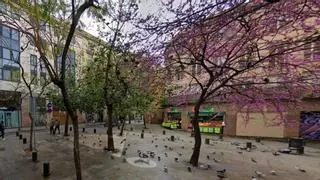 Vecinos protestan contra la tala de árboles en la plaza del Dubte por la remodelación de la Ronda Sant Antoni