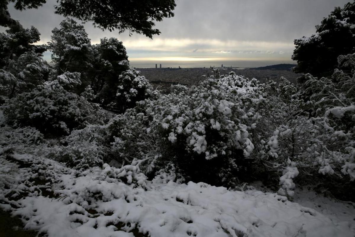 La nieve llega a Barcelona: Collserola, cubierta de blanco