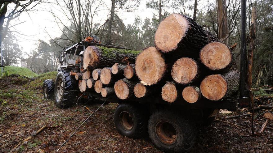 El eucalipto gana peso en Pontevedra y supera la mitad de las ventas de madera
