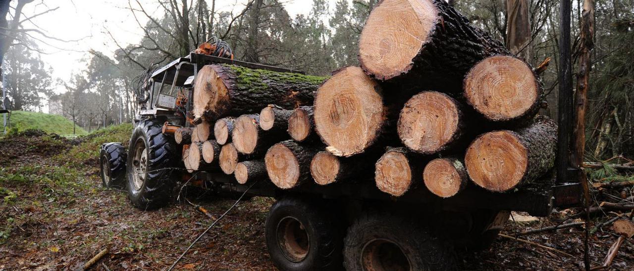 El eucalipto gana peso en Pontevedra y supera la mitad de las ventas de madera