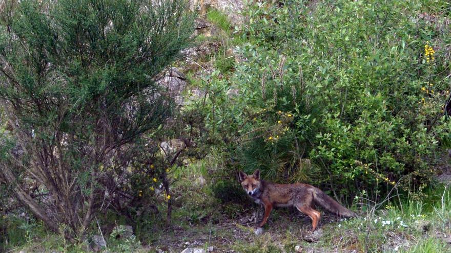 Un zorro en una zona boscosa de la comarca.