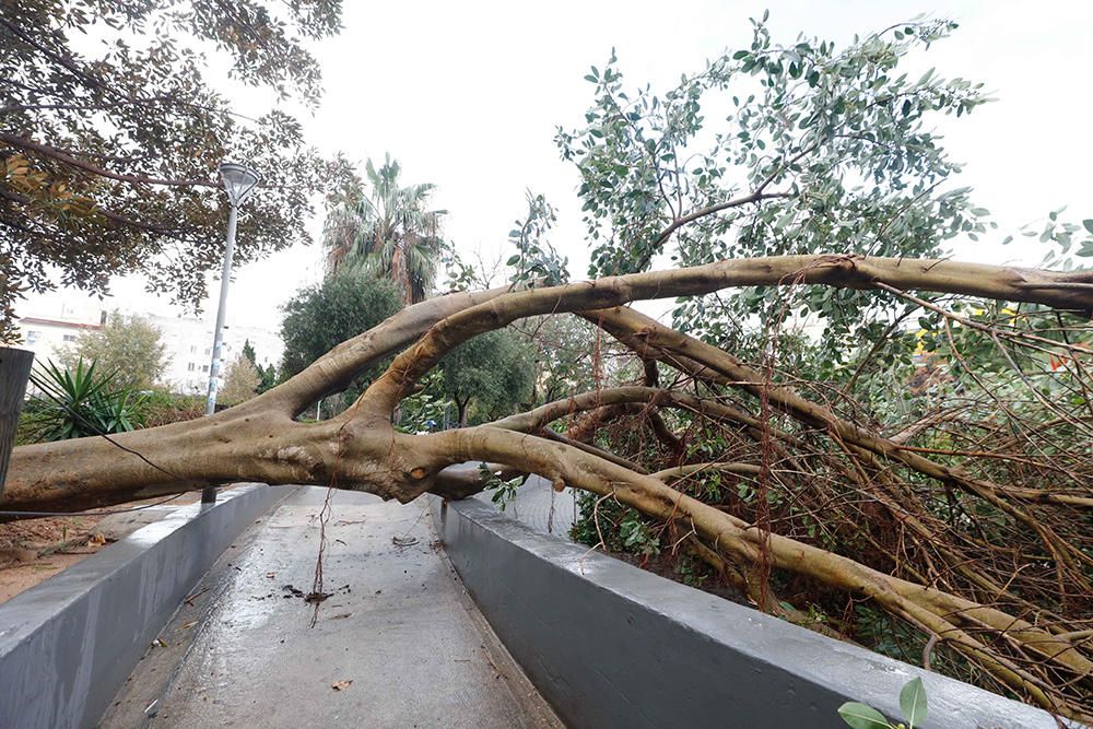 Árbol caído por el temporal en el Parque de la paz.