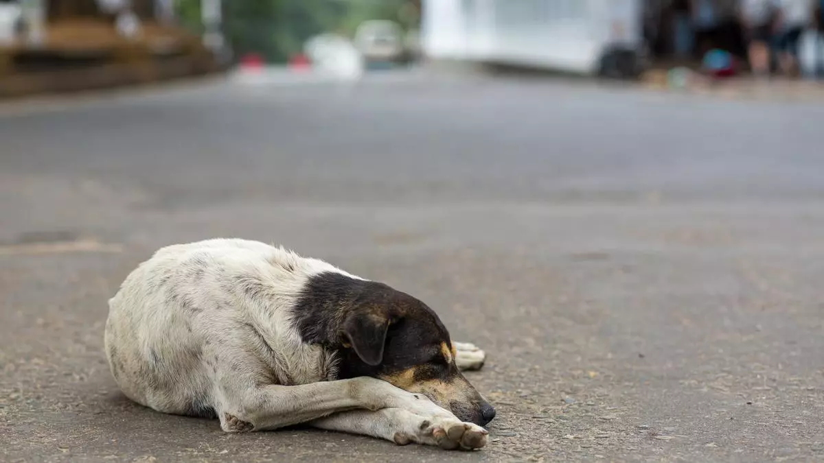 Los partidos, a la caza del voto animalista