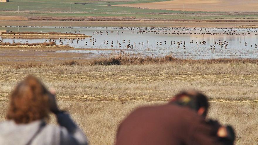 Zamora, el hito de las aves esteparias en Castilla y León