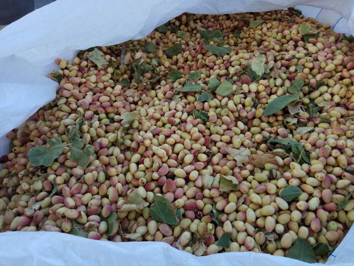 Madrid lidera cinco estudios para hacer más rentable el cultivo del pistacho.