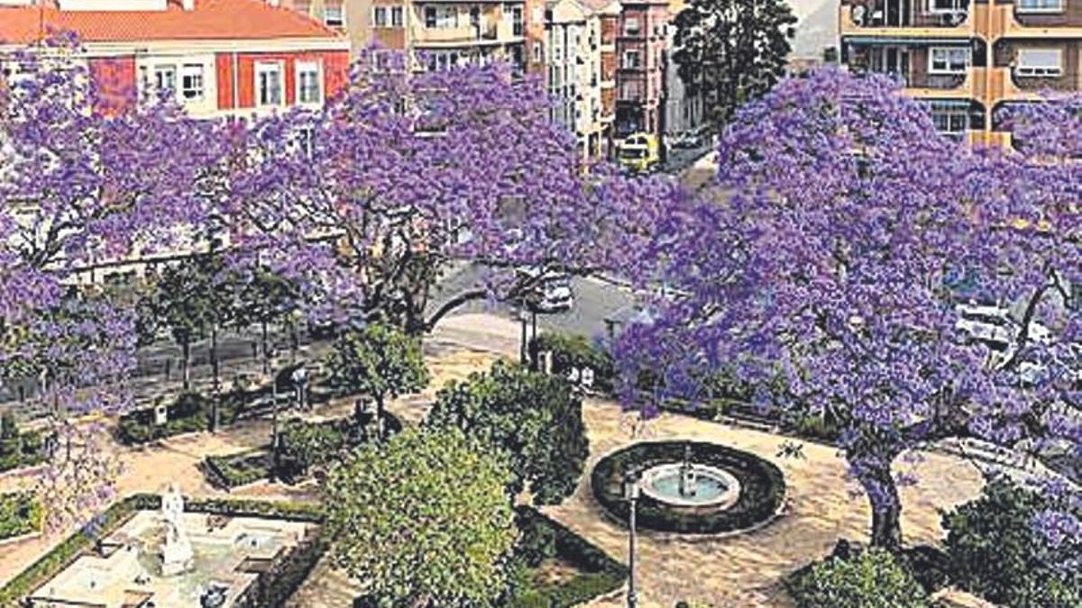 Jacarandas en flor.