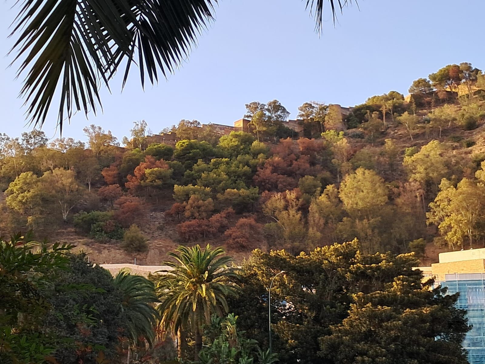 La plaga 'la seca' ataca los pinos de Gibralfaro y el Morlaco