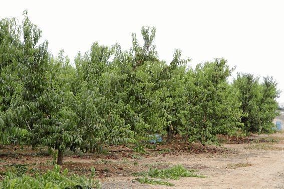 Auf seiner Plantage mit 2.500 Bäumen bei Manacor erntet Maties Adrover von Mai bis September Pfirsiche. Er bemüht sich, Inselobst mit optimalem Reifegrad in den Handel zu bringen.