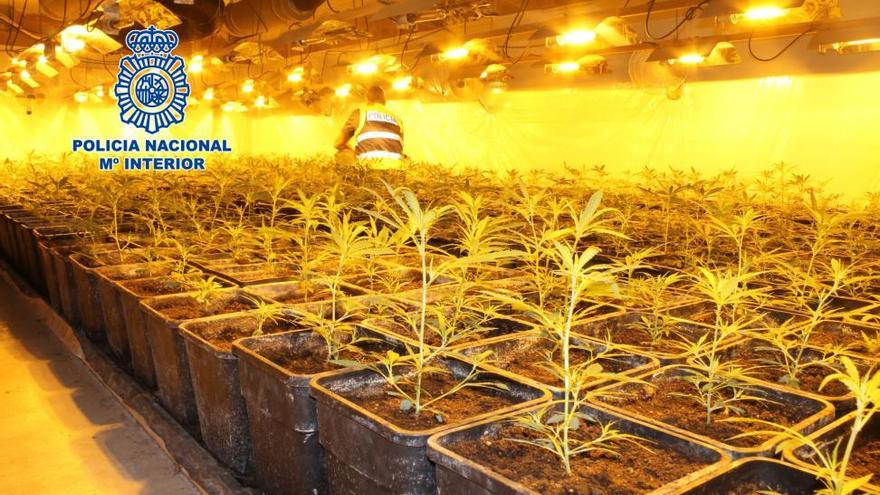 Hallado un laboratorio con 1.400 plantas de marihuana en l&#039;Alcora