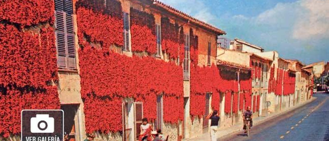 &#039;Pebre de Tap de Cortí&#039;, adiós a las &#039;cortinas&#039; rojas