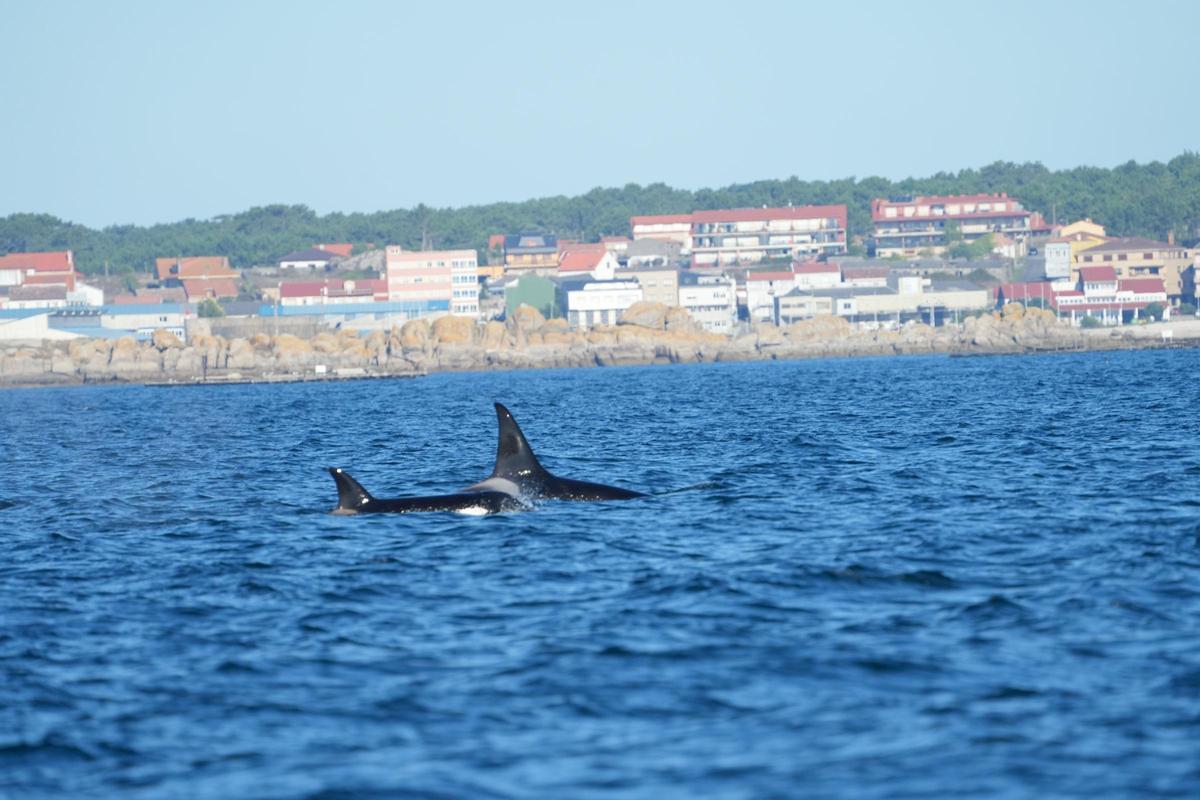 Orcas fotografiadas desde el barco pesquero rehabilitado "Chasula" en aguas de la ría de Arousa. El 20 de agosto de 2023 a la altura de Rúa, Sálvora y la costa de Castiñeiras y Aguiño, en el Concello de Ribeira.