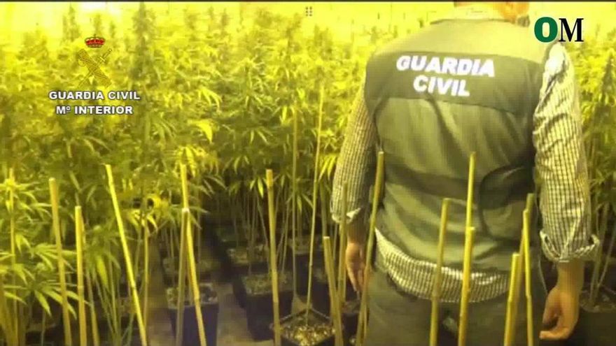 Cae una banda china que producía y distribuía marihuana