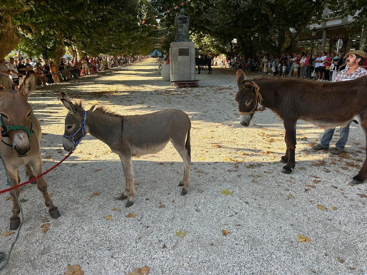 O Gran Derbi Asnal regresa a Padrón en clave de homenaxe aos burros fariñeiros
