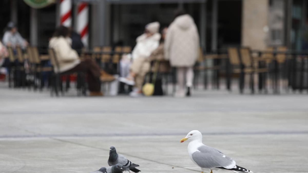 Una gaviota y varias palomas junto a una terraza hostelera.