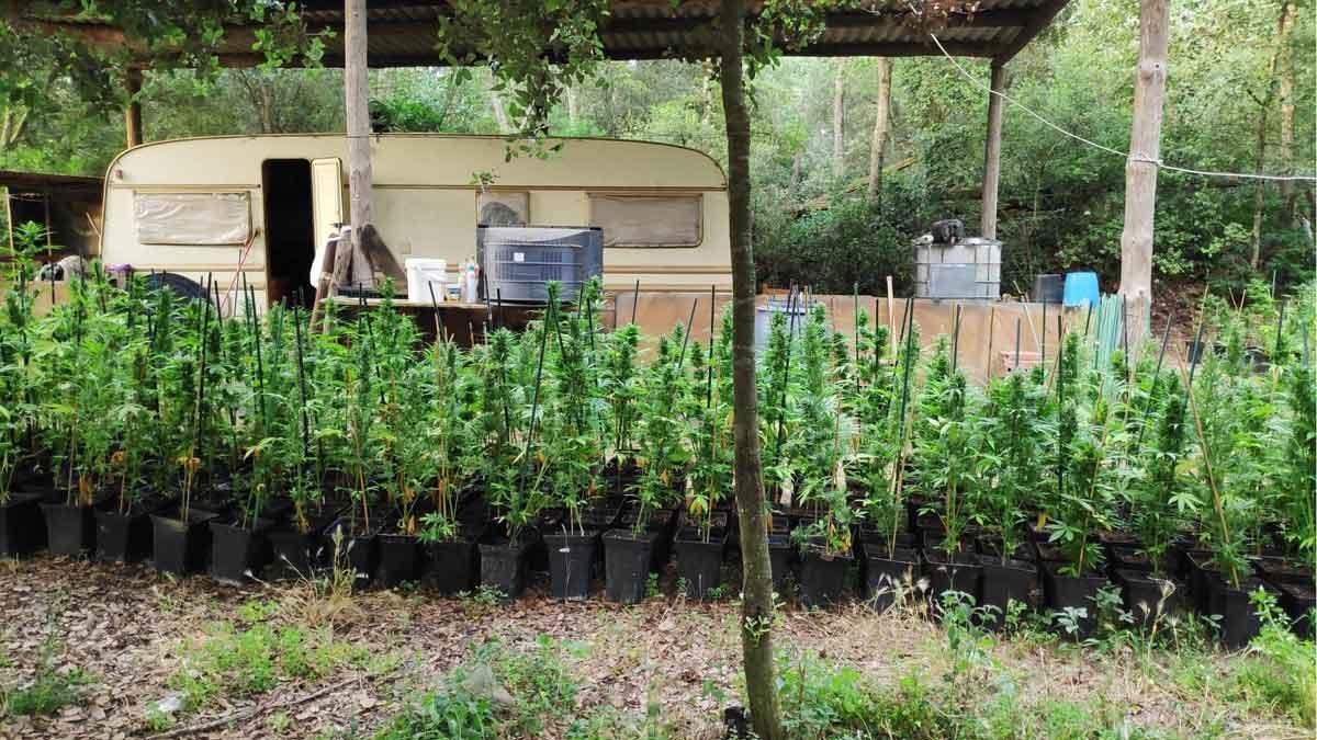Cinco detenidos por cultivar más de 15.000 plantas de marihuana