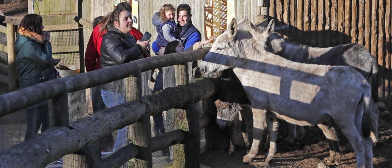 Visitantes de Vigozoo, con los burros. // José Lores