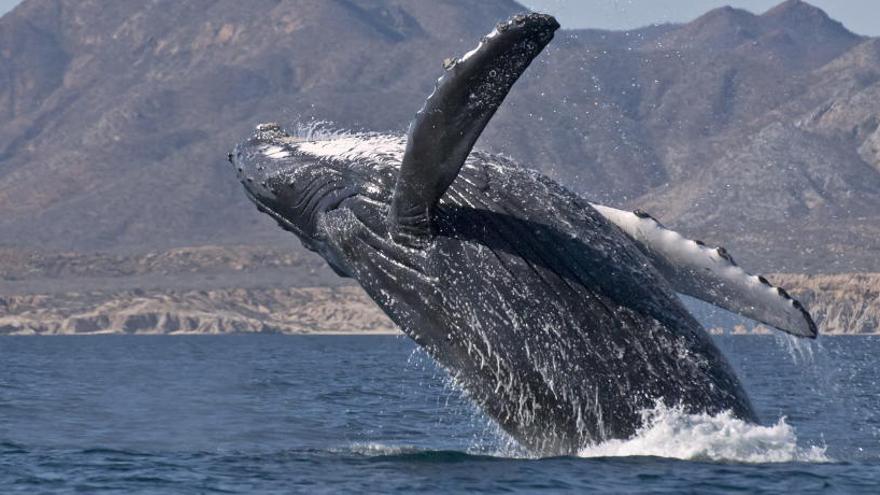 Una ballena en las aguas de la reserva natural de Cabo Pulmo.