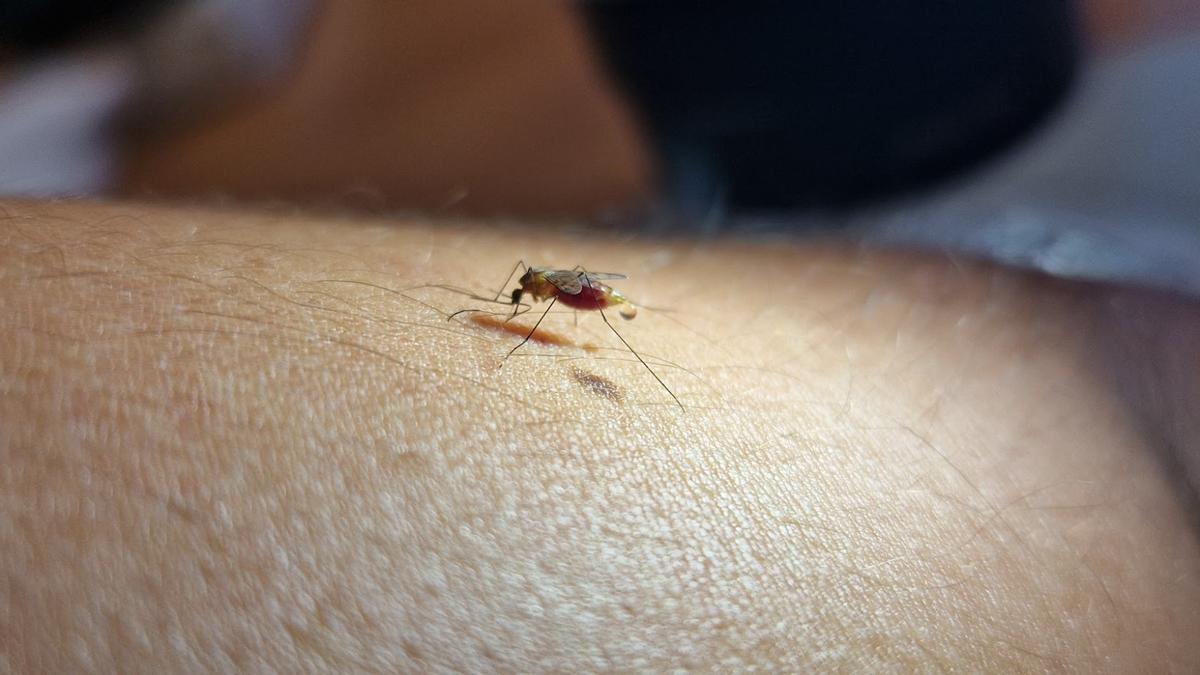 La malaria o paludismo es una enfermedad grave presente en muchos países tropicales