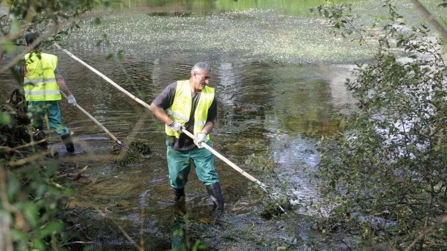 Dos de los operarios retiran las algas del cauce del río. // N. Parga