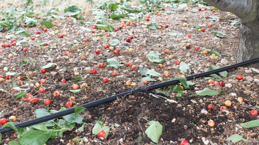 Cerezas siembran el suelo de una de las fincas dañadas por el pedrisco.