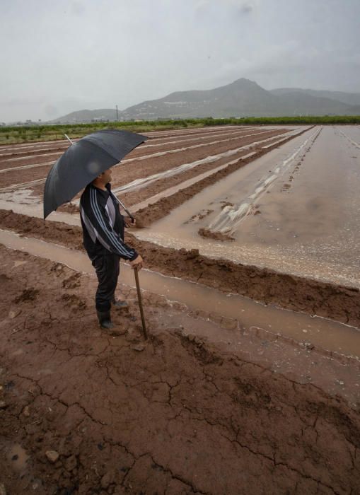 Un agricultor mira sus campos en Sagunt.