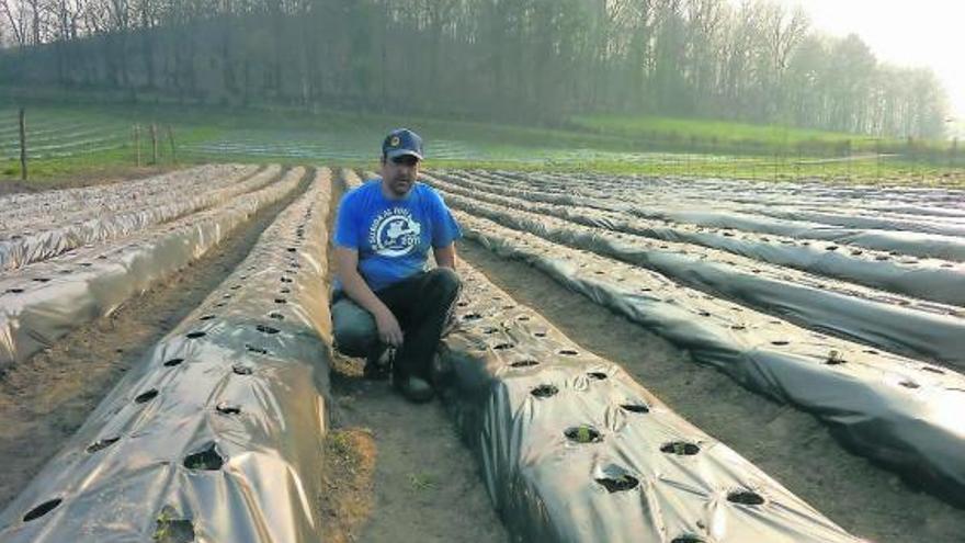 Pablo Álvarez, entre las plantas de fresa que recolectará en verano.