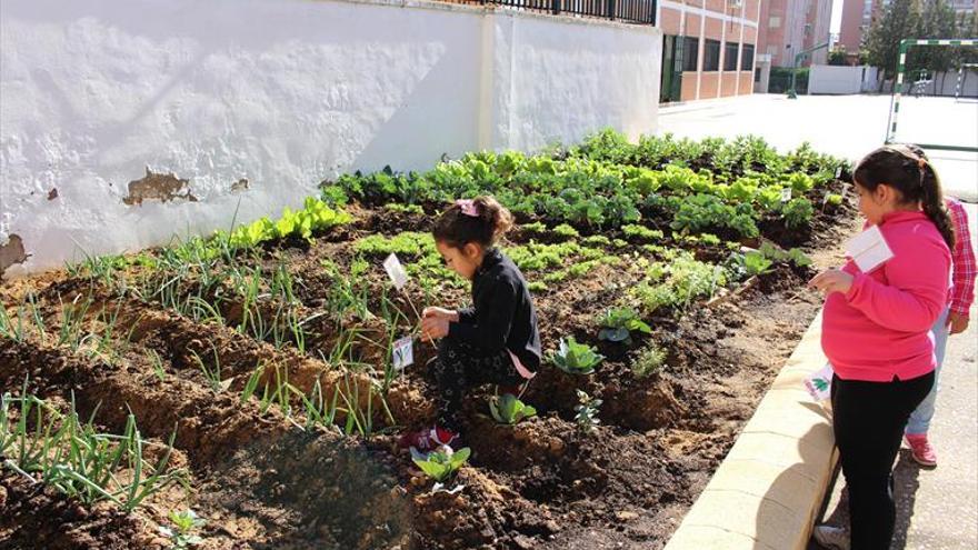 El CEIP Lucano se involucra en la naturaleza con un huerto escolar