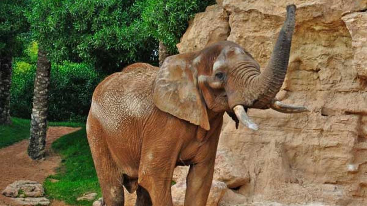 &quot;Pambo&quot;, el semental de elefante africano de 21 años, ya se puede contemplar en la sabana del Bioparc.