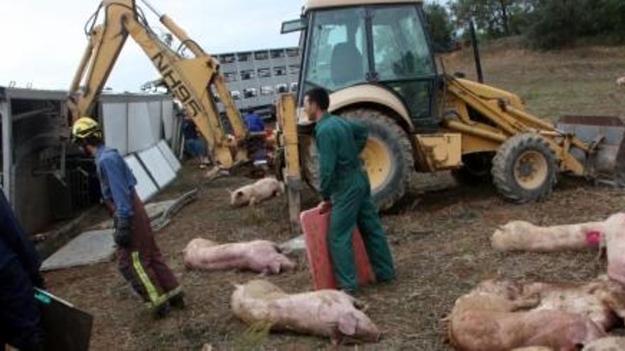 Bolca un tràiler que transportava porcs a Castellfollit de Riubregós