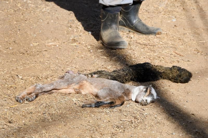 15/03/2019 TELDE.  Granja en la costa de Telde, donde unos perros matarón a una veintena de ovejas. Fotografa: YAIZA SOCORRO.  | 15/03/2019 | Fotógrafo: Yaiza Socorro