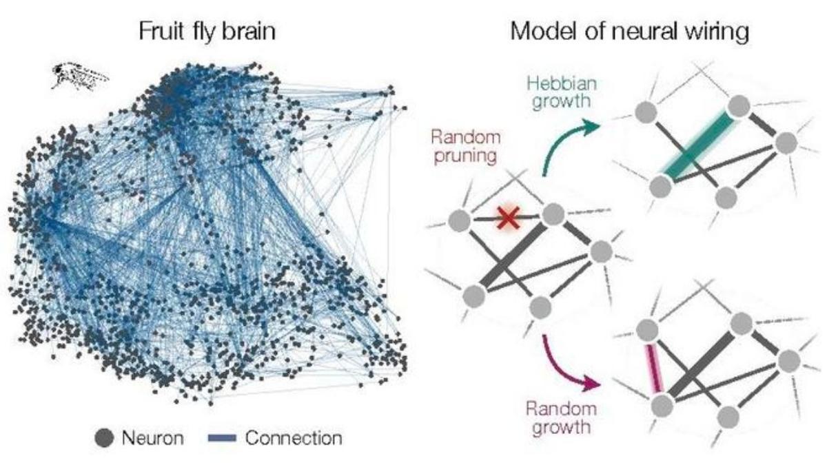 A la izquierda: red de las conexiones más fuertes entre más de 20.000 neuronas en el cerebro de la mosca de la fruta. A la derecha: modelo universal de formación de redes.