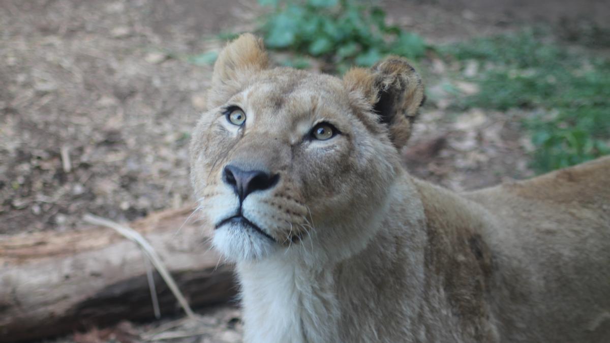 Terra Natura Murcia | Dos leones africanos llegan a Terra Natura Murcia